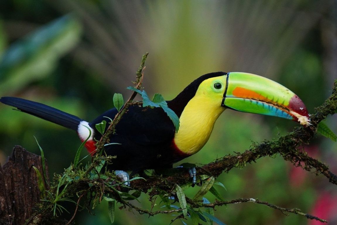 biodiversità del costa rica